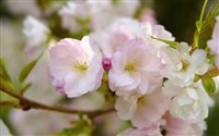 japanese cherry (prunus serrulata) 