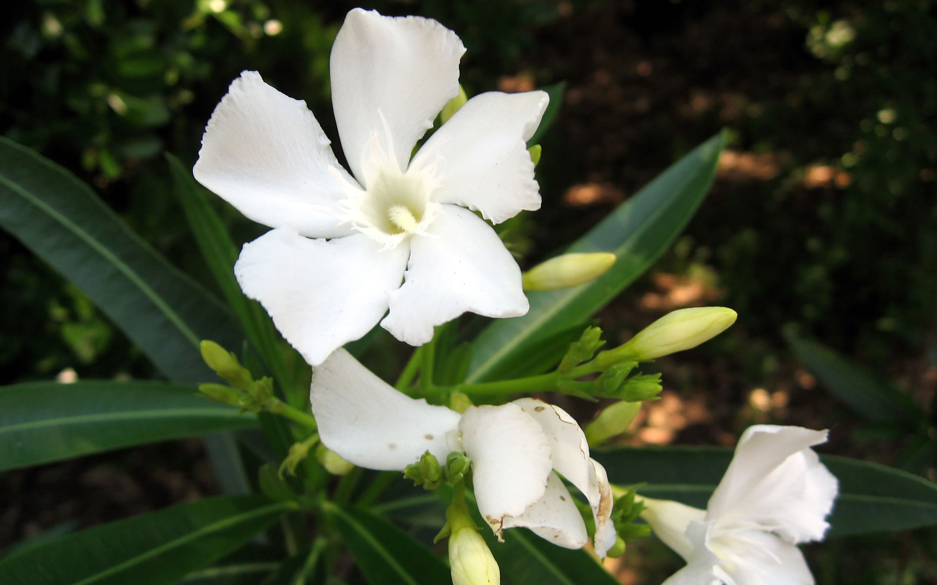 white Jasmines flowers Photo wallpaper high resolution and widescreen 