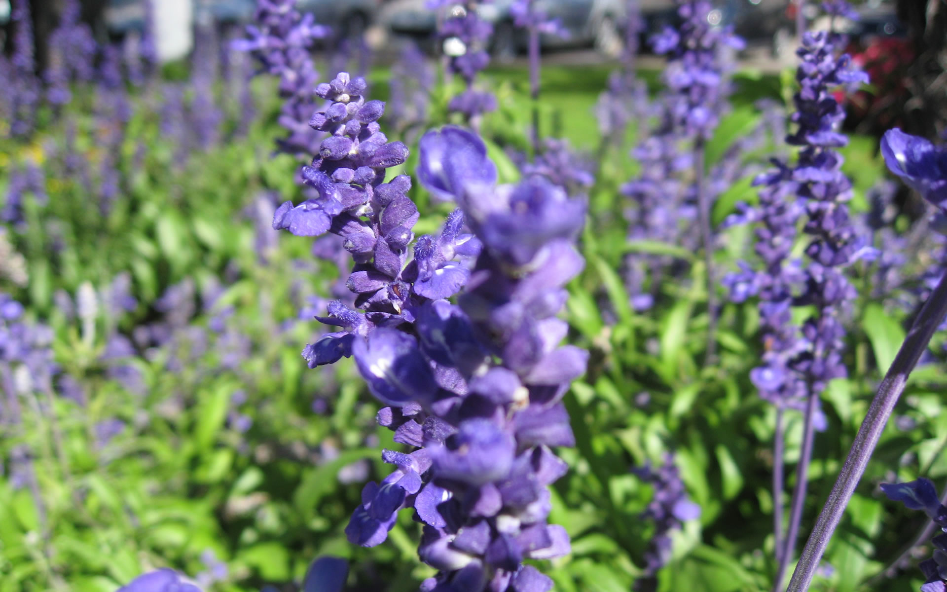http://www.fabiovisentin.com/photography/photo/9/lavender-flower-wallpaper-wide-full-hd1255.jpg
