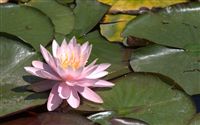 pink water lily wallpaper 