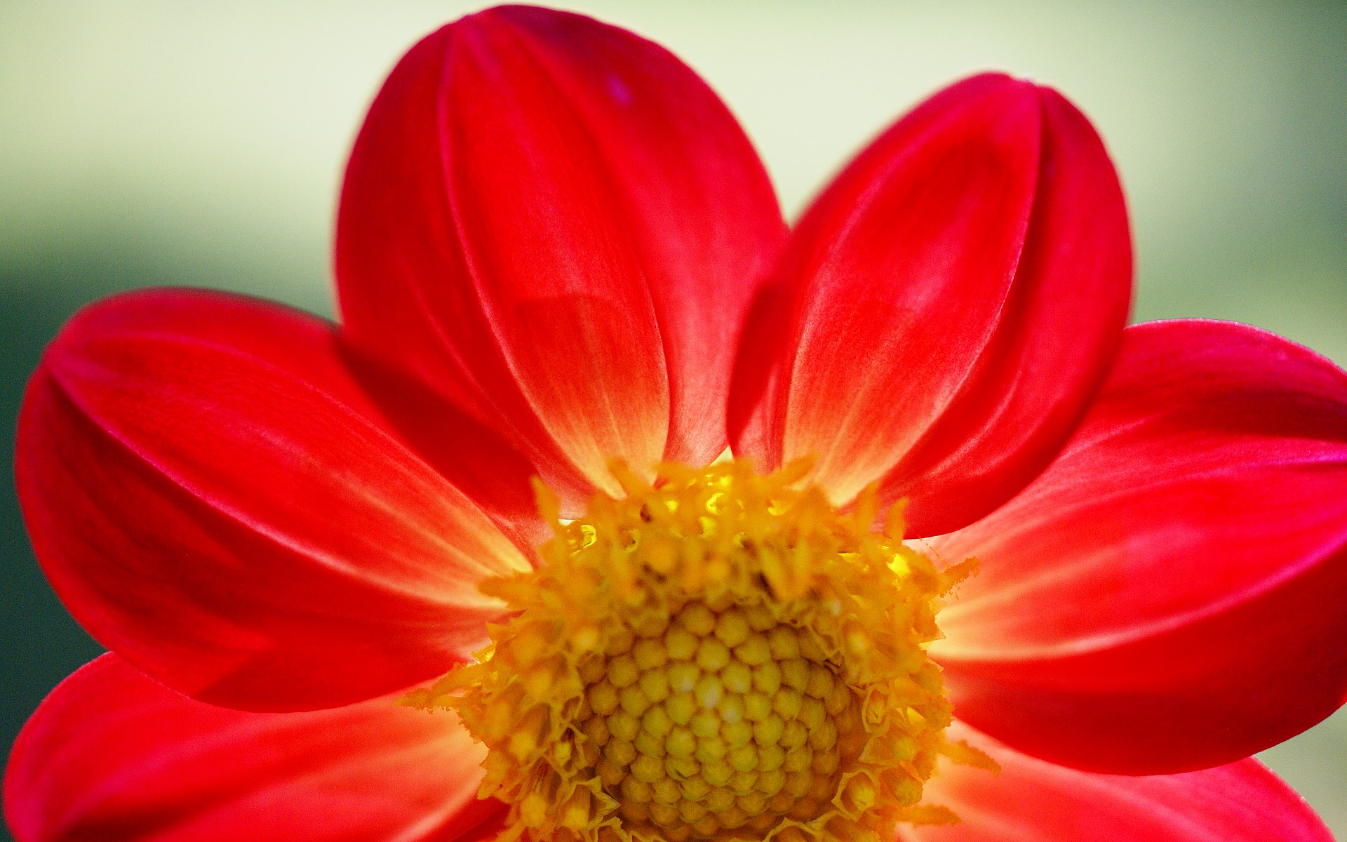 Red+daisy+flowers+pictures