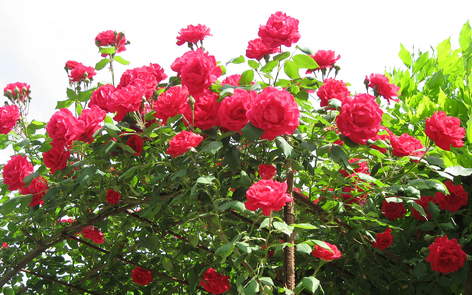 Red Roses Wallpaper Wide Photo : download Full High resolution
