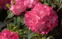 Rhododendron 