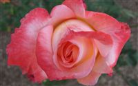 Rose Flower Wallpaper Wide 