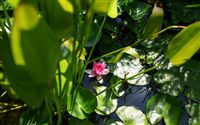 pink lotus and green pond 