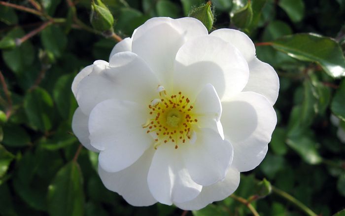 White wild rose Flower