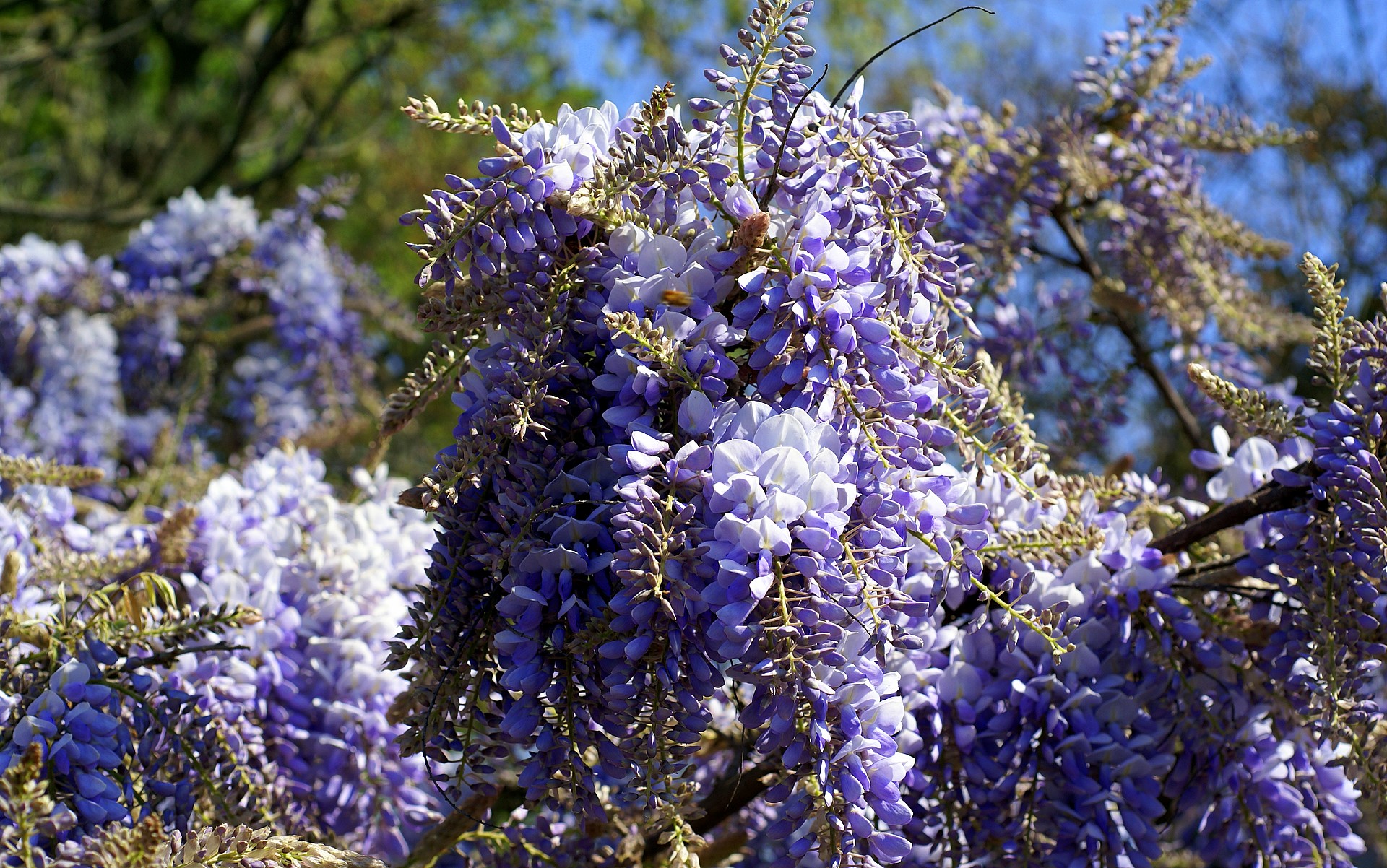 http://www.fabiovisentin.com/photography/photo/9/wisteria-dsc02638.jpg